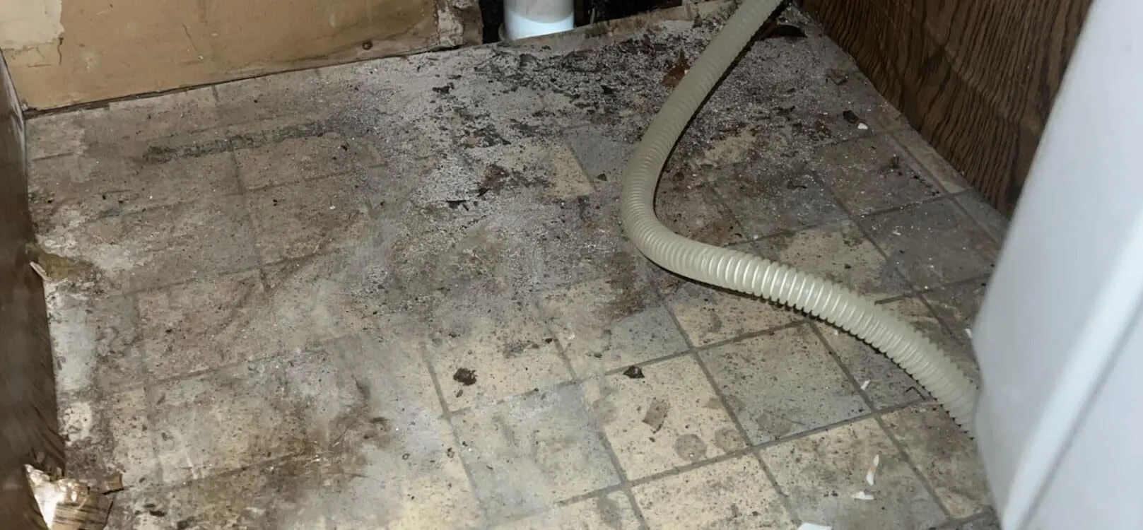 Mold Remediation in Austin, TX